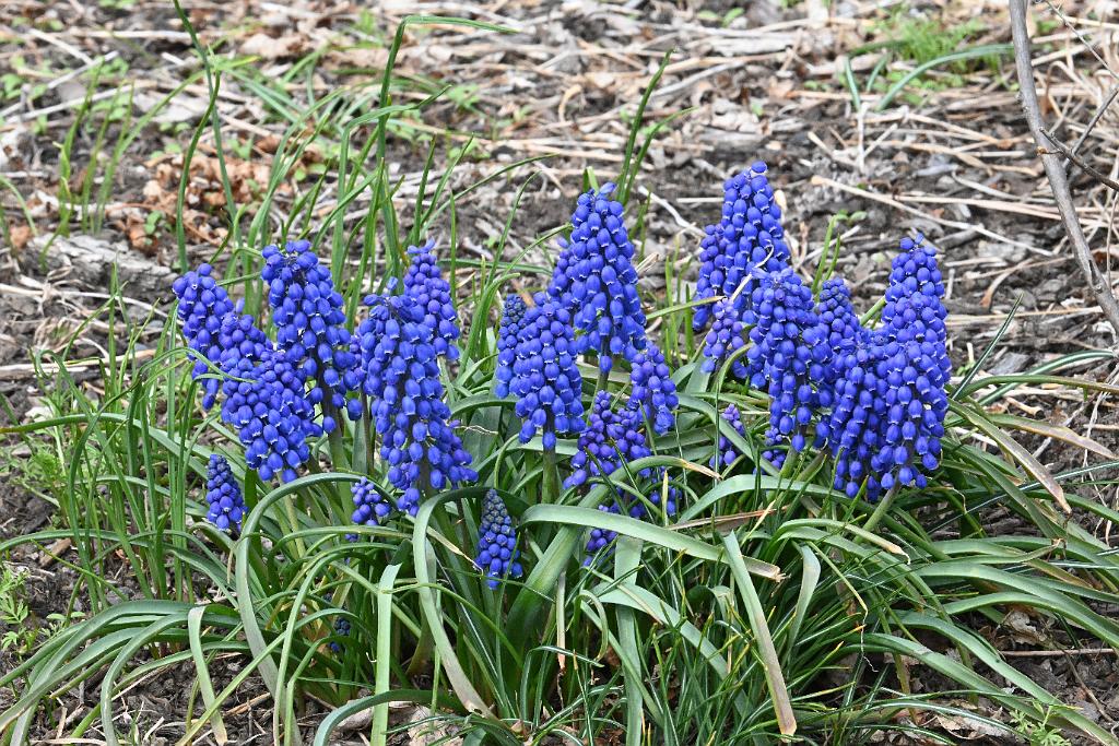 2025-04216383 Tower Hill Botanic Garden, MA.JPG - Grape Hyacinth. New England Botanic Garden at Tower Hill, MA, 4-21-2025